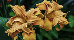 Golden Lily